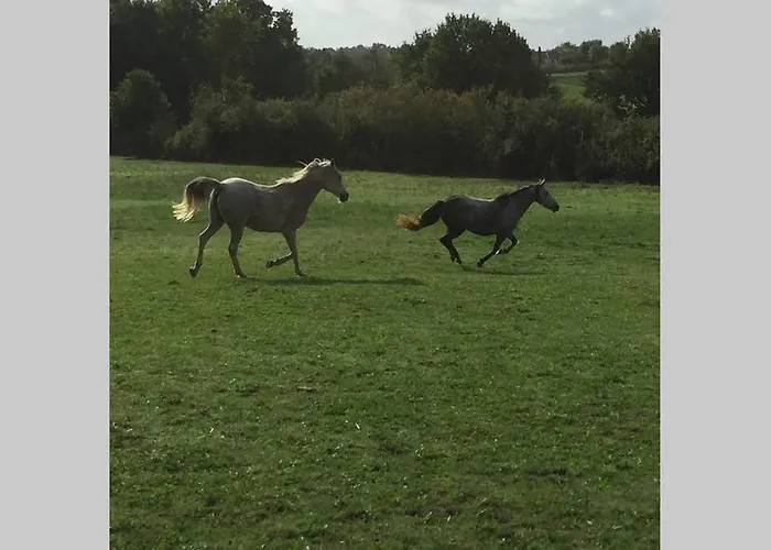 Hippo-gite בית נופש